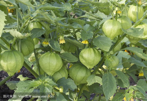 中国灯笼厂chinese lantern plant photo